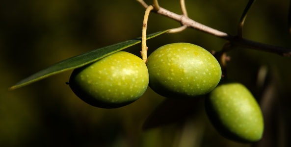 Olio di oliva