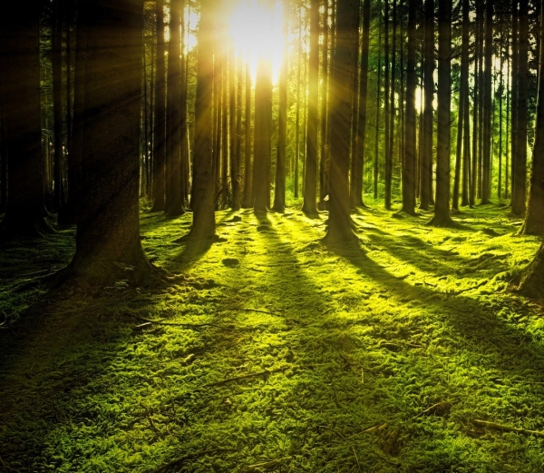 nature-3294681_1920 foresta-2